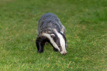 A European badger (Meles meles) looking for food in grass.