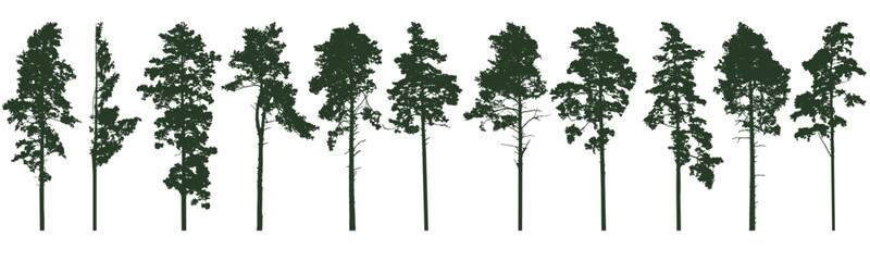 Pine trees silhouette isolated, set. Coniferous forest. Vector illustration.
