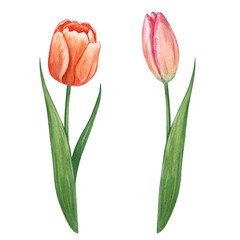 Set of pink and orange tulips. Watercolor hand drawn illustration of garden flowers. Clipart on a white background for greeting cards, wedding invitations, printing and other design projects.