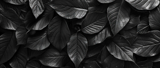Closeup tropical black leaves texture and dark tone process, abstract nature pattern background banner
