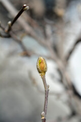 Star magnolia branch with flower bud