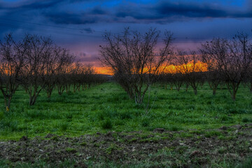 Sunset over the hazelnut trees, near San Giuliano Nuovo, Alessandria