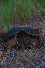 An adult Turtle about to cross a highway in rural Canada during the summer