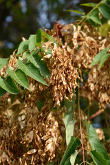 Tree of heaven branch with seeds
