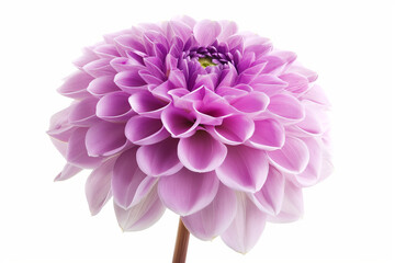 Close-up of a purple dahlia isolated on white background