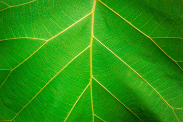 View of green leaf texture for background 