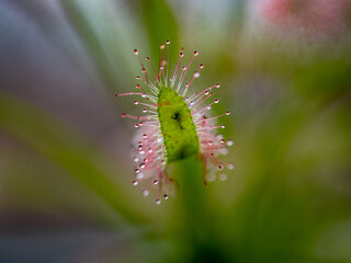 Nahaufnahme des Sonnentau