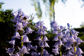 Bluebells (Hyacinthoides non-scripta) in warm stringtime sunlight with a bee