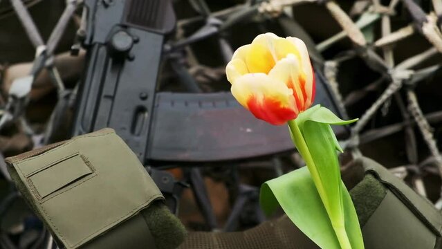 close-up of a soldier's male hand placing a tulip flower in a bulletproof vest near a weapon