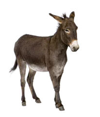 Gordijnen donkey ( 4 years) © Eric Isselée