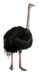 Portrait of male ostrich, Struthio camelus - 753666623