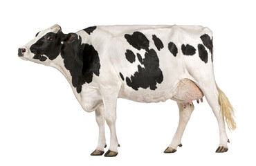 Holstein cow, 5 years old, standing against white background - 753666822