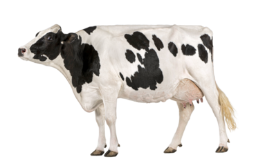 Holstein cow, 5 years old, standing against white background