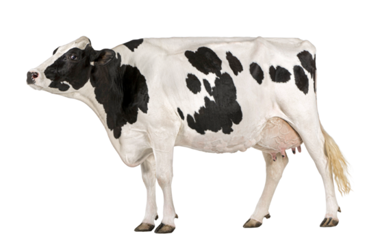 Holstein cow, 5 years old, standing against white background