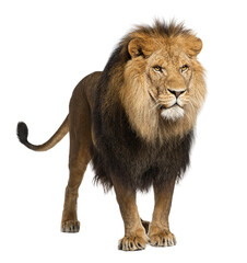 Lion, Panthera leo, 8 years old, standing in front of white back