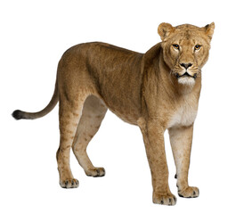 Lioness, Panthera leo, 3 years old, standing in front of white b