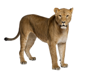 Lioness, Panthera leo, 3 years old, standing in front of white b