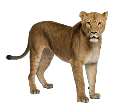 Lioness, Panthera leo, 3 years old, standing in front of white b