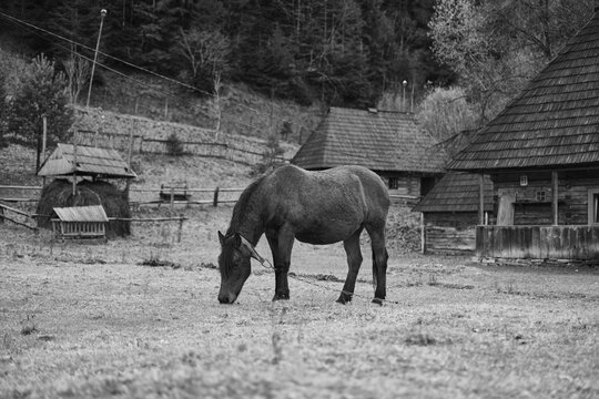 Brown horse on the meadow, old wooden houses, nature. scene from Carpathian mountains in Ukraine. High quality photo