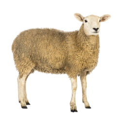 Side view of a Sheep looking away against white background