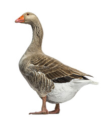 Domestic goose, Anser anser domesticus, standing, against green backgroung