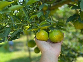 green orange on the tree