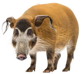 Bush pig standing, looking at the camera, Potamochoerus porcus,