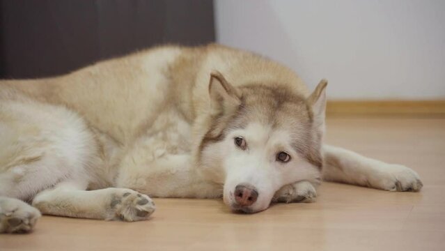 Siberian husky laying on the floor feeling sleepy and bored 