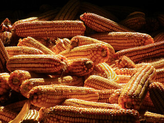 Harvested corn in the barn. Sunny day.