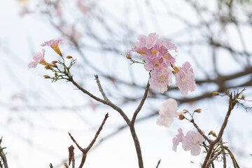 Pink flowers blooming with cloudy day