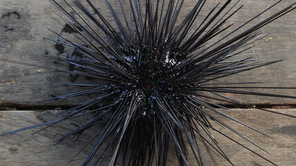 black sea urchins on wooden floor