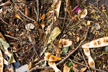 Leaves background with morning sun