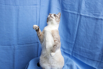 Gray cat with blue eyes portrait on blue background