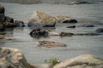 Nile crocodile holds blue wildebeest from behind