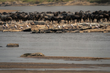 Nile crocodile on sandbank near blue wildebeest