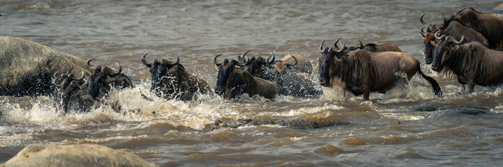 Panorama of blue wildebeest swimming by crocodile