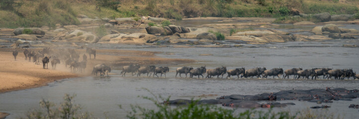 Panorama of blue wildebeest walking across river