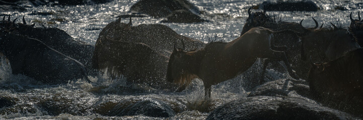 Panorama of blue wildebeest crossing rocky river