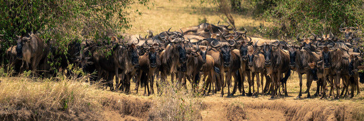Panorama of blue wildebeest gathering on cliff