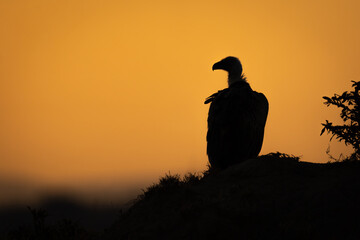Rüppell’s vulture silhouetted on grassy termite mound