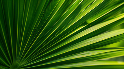 Obraz premium Vibrant green plant which is unrecognisable, good use as a background or the like.