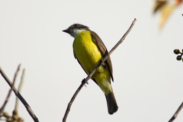 Obraz premium Colorful Xtakay bird standing on a branch