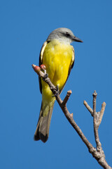 Colorful Xtakay bird standing on a branch