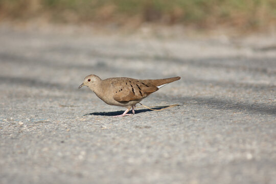 Tortolita walking throw the street