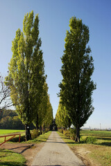 Background with beautiful tree-lined avenue in the countryside of Mantua, Lombardy, Italy