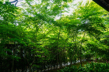 新緑が美しい頃の京都鷹峯源光庵の風景 - obrazy, fototapety, plakaty