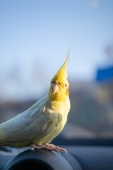 Beautiful photo of a bird. Ornithology.Funny parrot.Cockatiel parrot.
Home pet yellow...