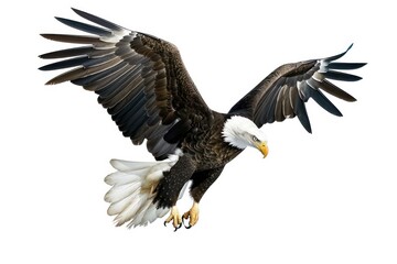 eagle flies through the air