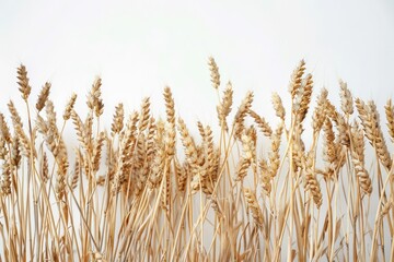 Fototapeta premium wheat is in the stalks on a white background