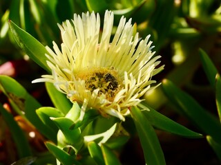 Yellow flower of decorative invasive species Carpobrotus edulis (Aizoaceae) in Spain
